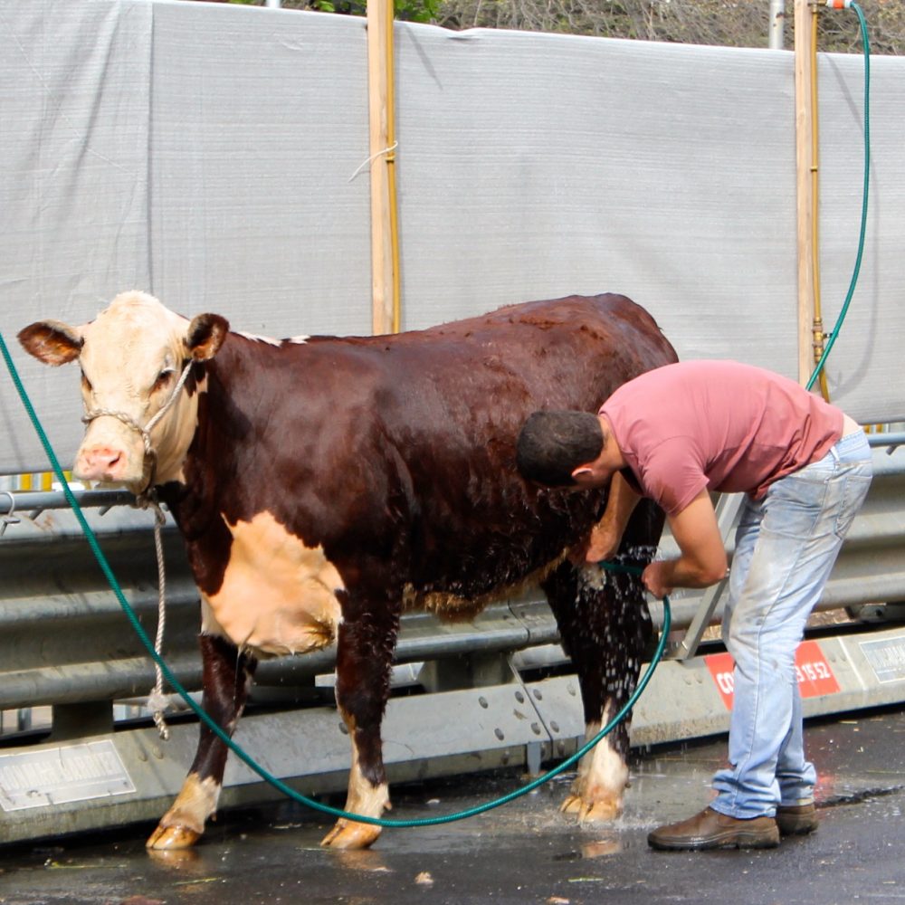 Cow cleaning
